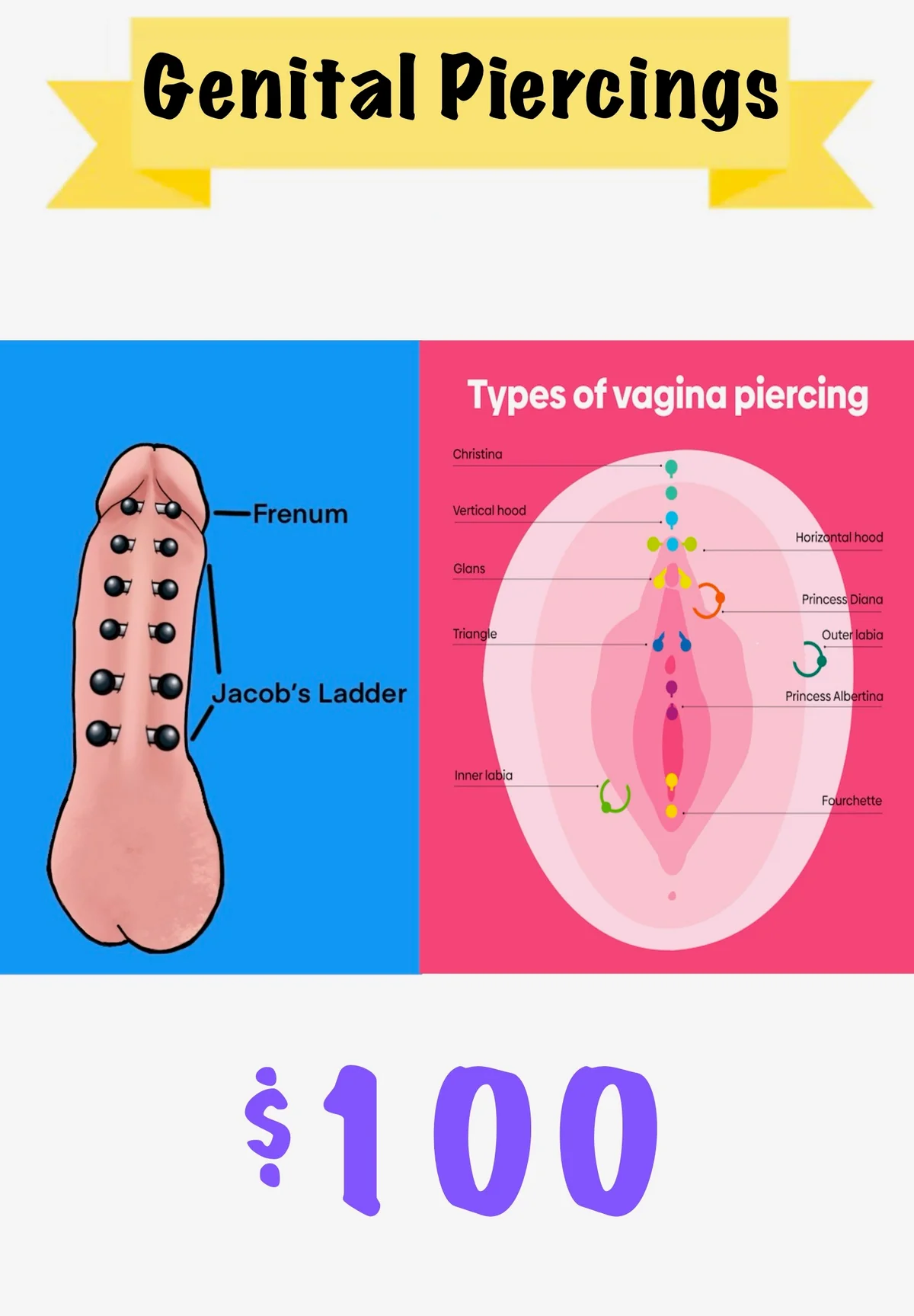 Genital Piercings anatomy diagram showing piercing locations